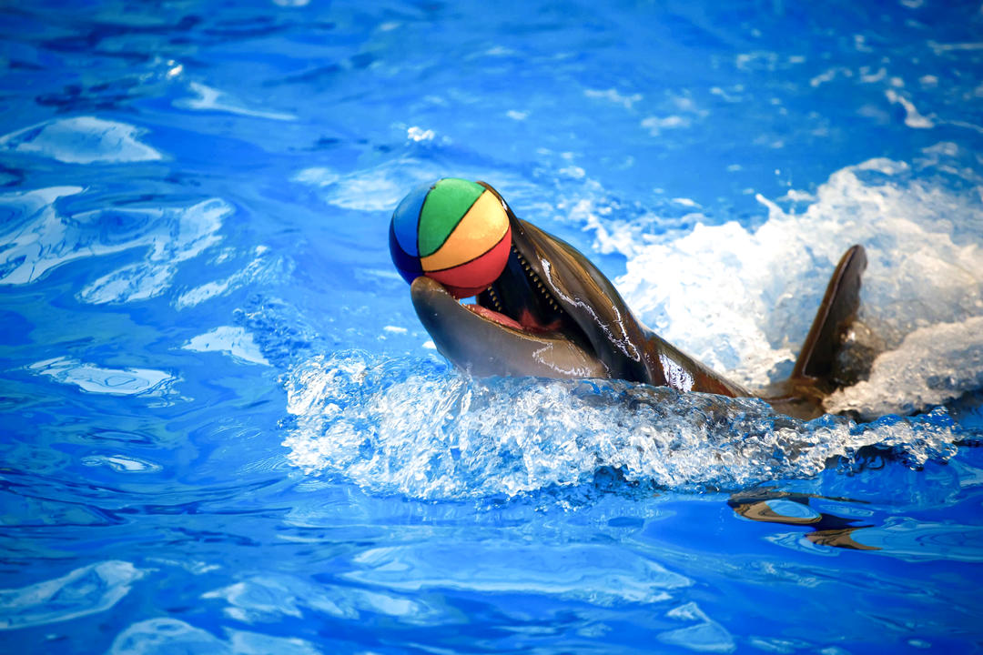 Дельфинарий